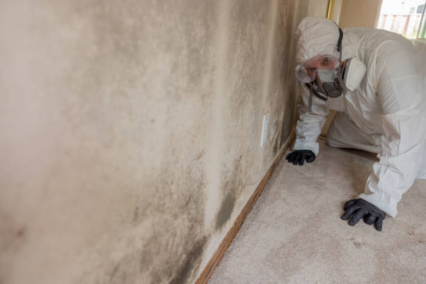 Trusted Mountain Lodge Park, NY Mold Removal Services Experts